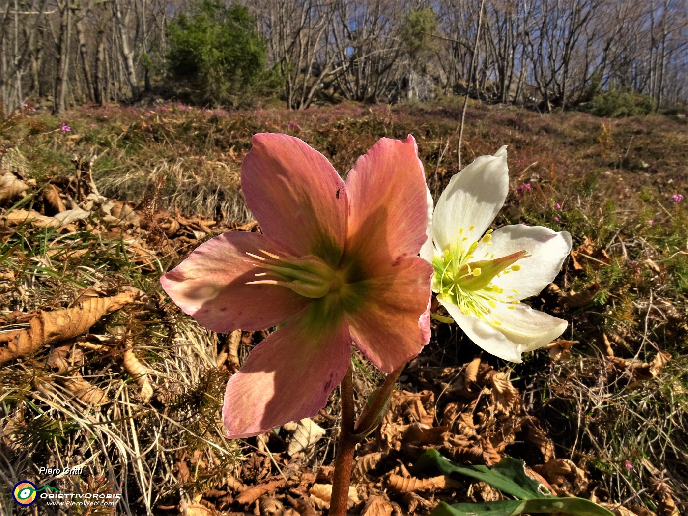 33 Festa di fiori sui sentieri al Monte Zucco - Helleborus niger (Elleboro-Rosa di Natale).JPG